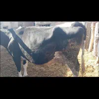 گاو شیری 3شکم زاییده  8ماه آبستن|حیوانات مزرعه|ساوه, |دیوار