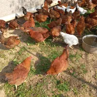 جوجه گلپایگان سالم چهار ماهه|حیوانات مزرعه|لاهیجان, کوی زمانی|دیوار