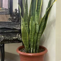 گل آپارتمانی سانسوریا لب طلایی|گل و گیاه طبیعی|قدس, شهرقدس|دیوار