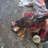 خروس  دم سیاه جوان