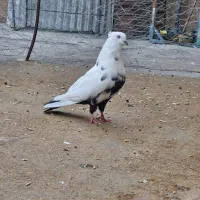 تعدادی کبوتر