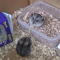 همستر|موش و خرگوش|اراک, |دیوار