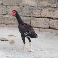 خروس لاری