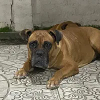 واگذاری  جفت سگ باکسر