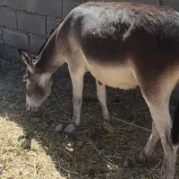 سلام دوستان عزیز الاغ جوان