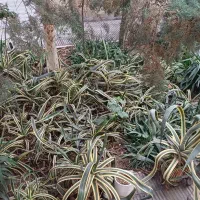 فروش یا تعویض با گل باغچه ای