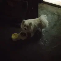 سگ خانگی واگذارمیشود