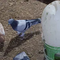 کبوترترکیه ی