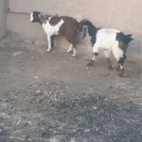 دو عدد بزغاله ماده