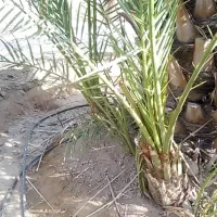 پاجوش پیارم و زاهدی و خنیزی و درخت پیارم ۳ ساله