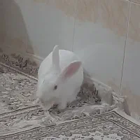 برفی آماده طبخ