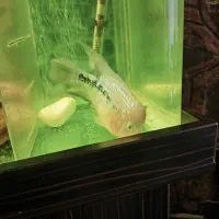 ماده فلاور کامفا|ماهی|آبعلی, |دیوار