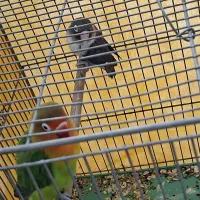 طوطی برزیلی|پرنده|اصفهان, جلالیه|دیوار