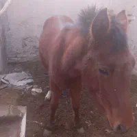 اسب|اسب و تجهیزات اسب‌سواری|کمیجان, |دیوار