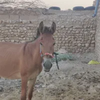 فروش قاطر