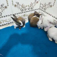 خرگوش کوچیک