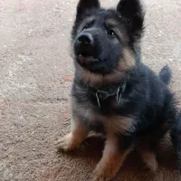 شاه توله ژرمن نر|سگ|اهواز, فاز ۲ پادادشهر|دیوار