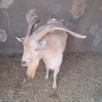 فروش پازند سانن اصل
