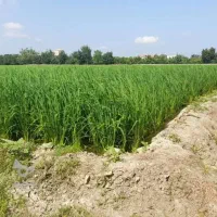 ۳ هکتار و نیم زمین کشاورزی، تجاری و تغییر کاربری|فروش زمین و ملک کلنگی|حمیدیه, |دیوار