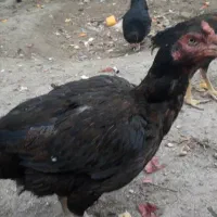 فروش مرغ و خروس لاری و محلی|حیوانات مزرعه|بناب, |دیوار