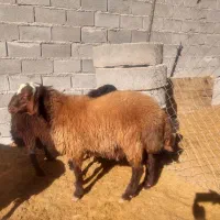 قوچ همو وبره قوچ هتروزیگوت شال و افشار و قره قزل