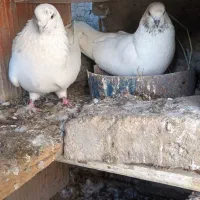 کبوتر تکپر اطراف گرگان|پرنده|سرخنکلاته, |دیوار