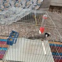 سهره|پرنده|شیراز, شهرک مهرگان|دیوار