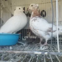 یک عدد کبوتر سفیدماده تک پر کاکلی به همراه جوجه