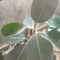 گل فیکوس|گل و گیاه طبیعی|سبزوار, امام خمینی (ناوی)|دیوار