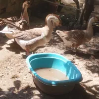 تخم قوقاز