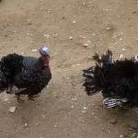 بوقلمون نر|حیوانات مزرعه|مانه, |دیوار