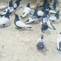 کفتر سینه سیاه