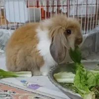 واگذاری دو عدد خرگوش  بالغ نر