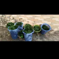 شویدخشک|خوردنی و آشامیدنی|قم, نوبهار|دیوار