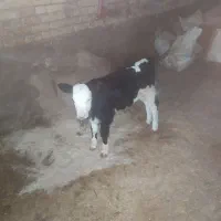 سلام گاو وگوساله