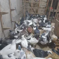 کبوترپرشی به ضمانت