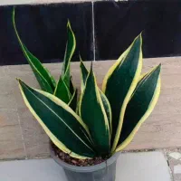 سانسوریا بلک جک چند بوته خوش فرم زیبا قیمت۲۱۰