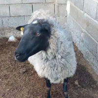 گوسفند رمانف|حیوانات مزرعه|جغتای, |دیوار