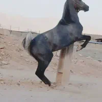 فروش کره مادیون|اسب و تجهیزات اسبسواری|رونیز, |دیوار