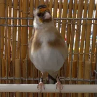 جفت سهره نر و ماده|پرنده|سنندج, |دیوار