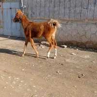 کره مادیان ۸ماهه