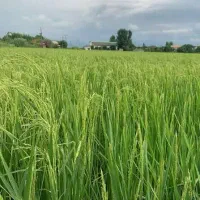 برنج هاشمی طارم فریدون کنار سورت شده اعلا