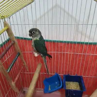 گرینچیک طوطی