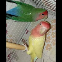 کوتوله برزیلی|پرنده|مشهد, کوشک مهدی|دیوار