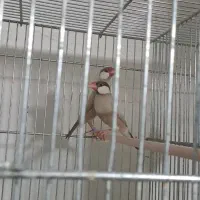 فنج نرگسی شکلاتی