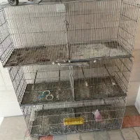 جوجه پرون پران