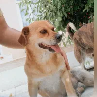 یک جفت سگ پاکوتاه