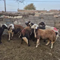 سلام دوستان ۷ تا میش درجه یک فروش میرسه|حیوانات مزرعه|قلندر آباد, |دیوار