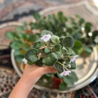 فروش انواع بنفشه آفریقایی|گل و گیاه طبیعی|رحیم‌آباد, |دیوار