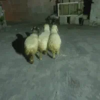 فروش بره چاق چاق